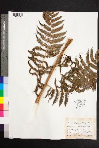 Cyathea suprastrigosa image