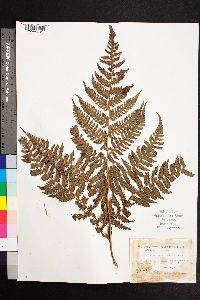 Cyathea suprastrigosa image