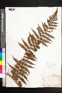 Cyathea suprastrigosa image