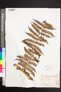 Cyathea suprastrigosa image