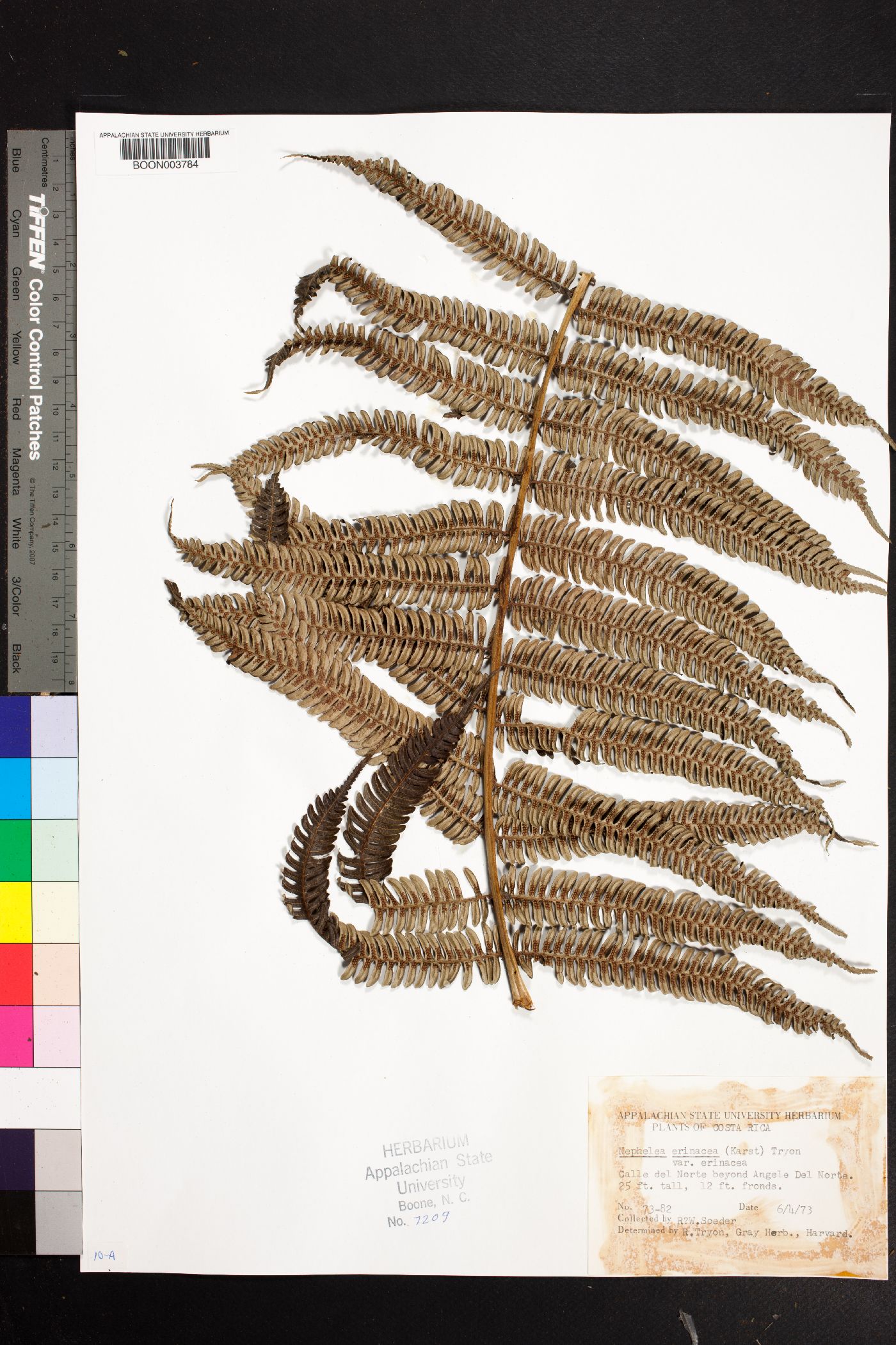 Alsophila erinacea image