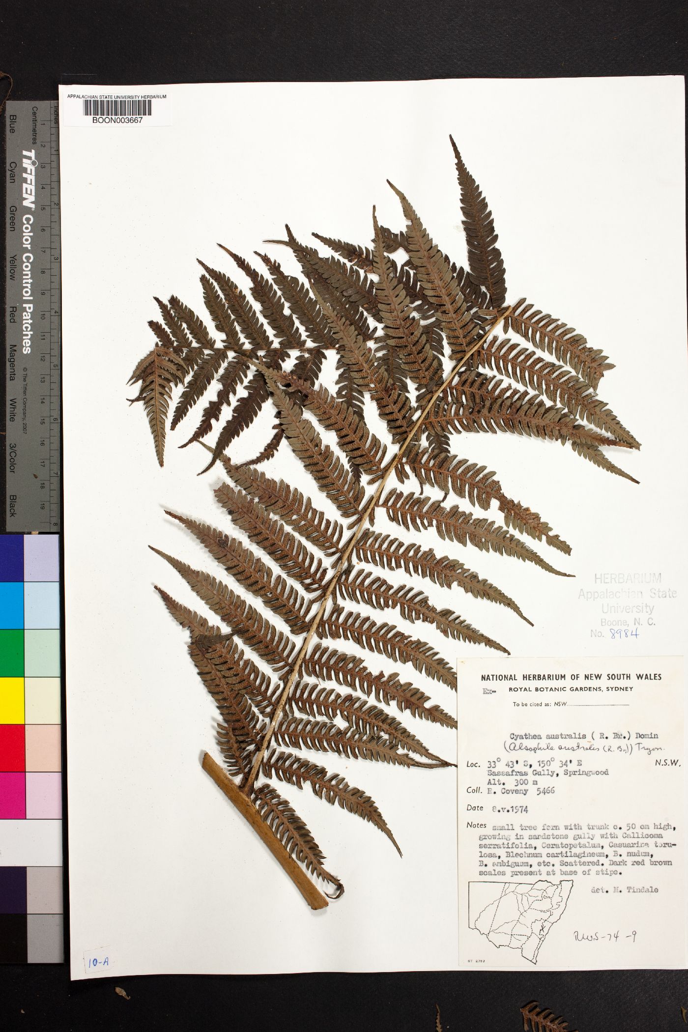 Cyathea australis subsp. australis image