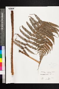 Cyathea poeppigii image