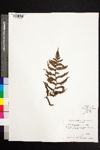 Cyathea suprastrigosa image