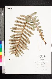 Blechnum brasiliense image