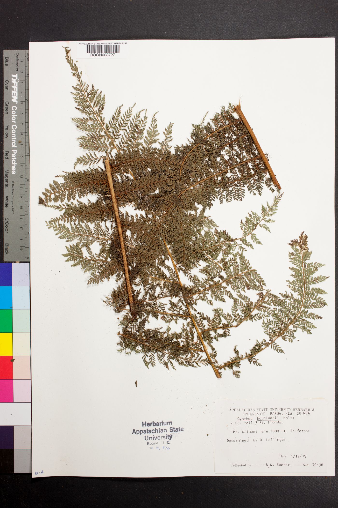 Cyathea hooglandii image