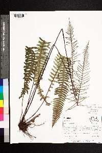 Blechnum spicant image