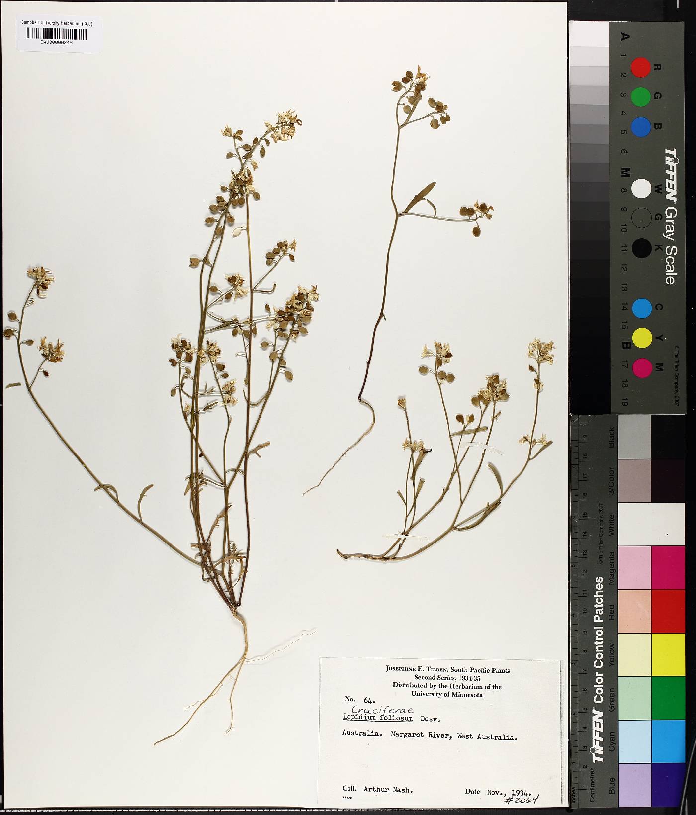 Lepidium foliosum image