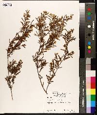 Bossiaea linophylla image