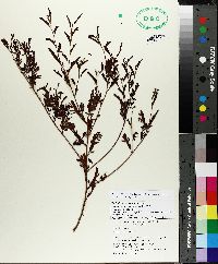 Chamaecrista nictitans var. nictitans image