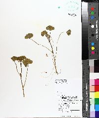 Medicago arabica image