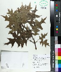 Quercus texana image