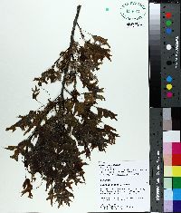 Quercus texana image