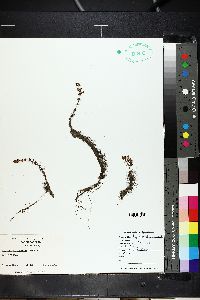 Myriophyllum pinnatum image