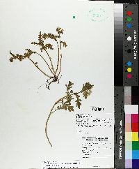 Phacelia fimbriata image