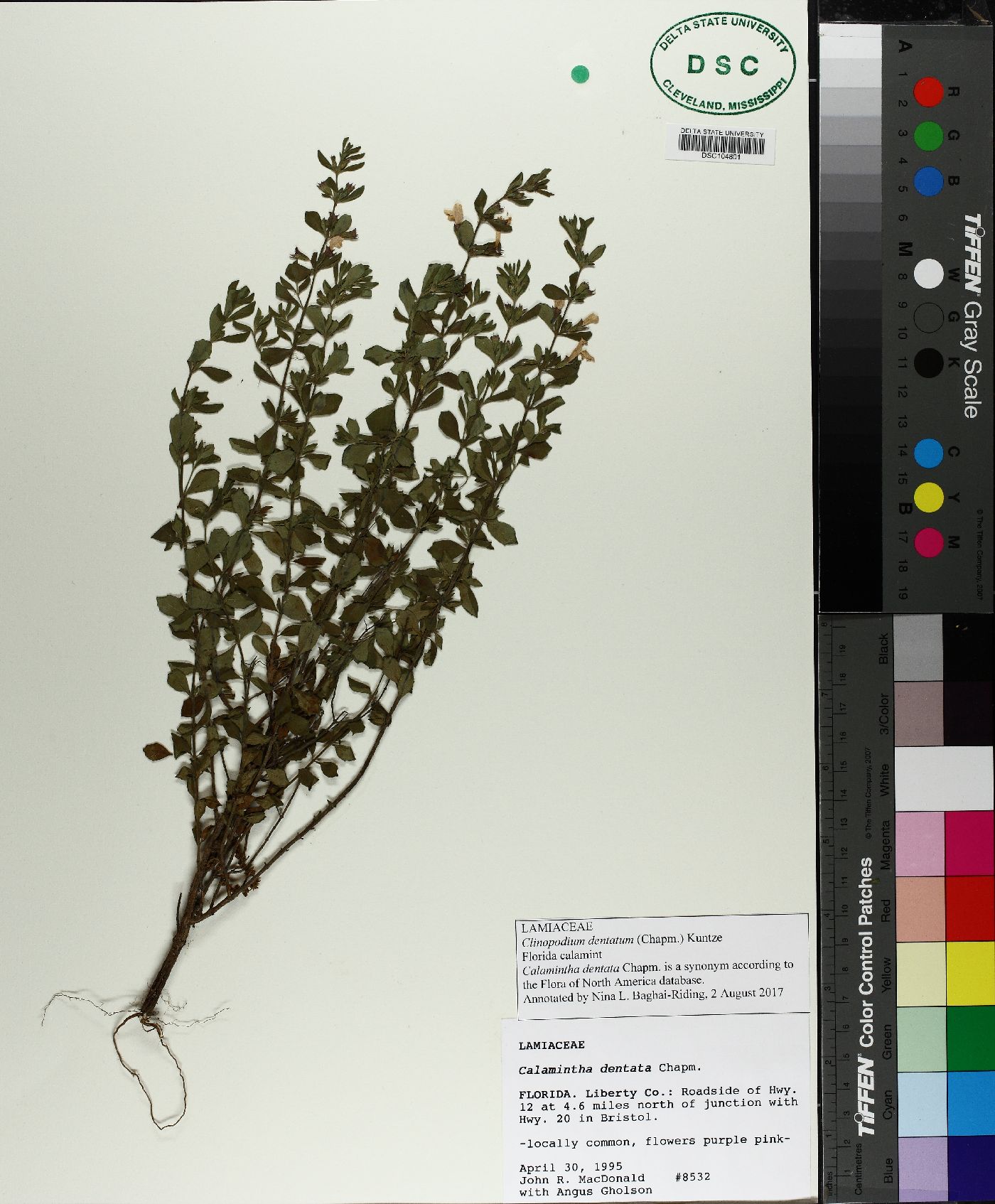 Clinopodium dentatum image