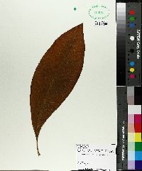 Magnolia tripetala image