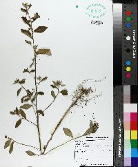 Sida rhombifolia image