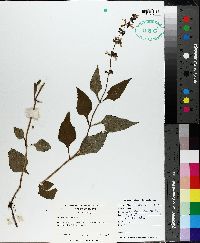 Salvia urticifolia image