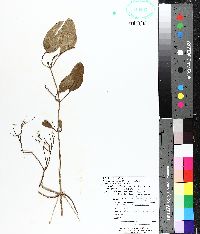 Clematis terniflora var. terniflora image