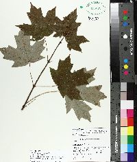 Acer barbatum image