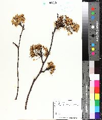 Pyrus calleryana image