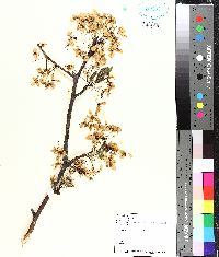 Pyrus calleryana image