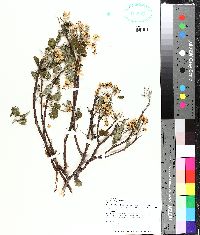 Pyrus calleryana image