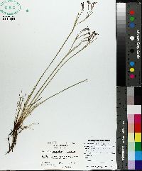 Sisyrinchium atlanticum image