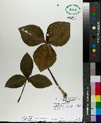 Trillium foetidissimum image