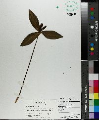 Trillium discolor image