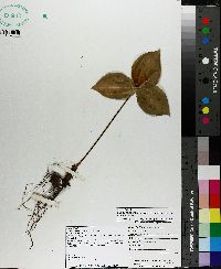 Trillium discolor image