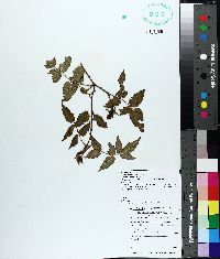 Rubus illecebrosus image