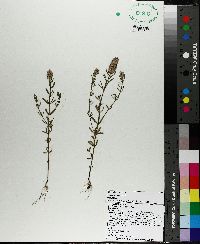 Polygala cruciata image