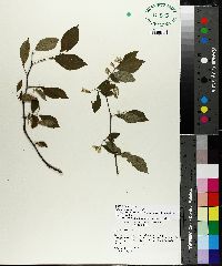 Styrax americanus image