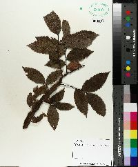 Ulmus alata image