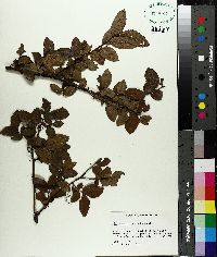 Ulmus crassifolia image