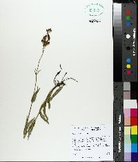 Penstemon laxiflorus image