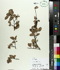 Ulmus crassifolia image