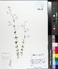 Galium pilosum image