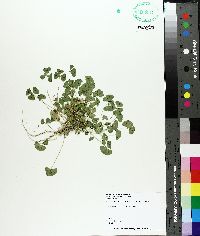 Medicago arabica image