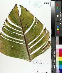 Musa acuminata image