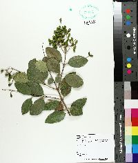 Prunus caroliniana image