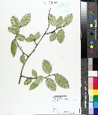 Elaeagnus pungens image