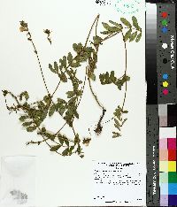 Tephrosia spicata image