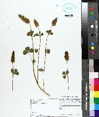 Trifolium incarnatum image