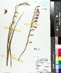 Gladiolus carneus image