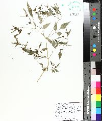 Bidens discoidea image