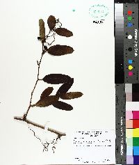 Smilax laurifolia image