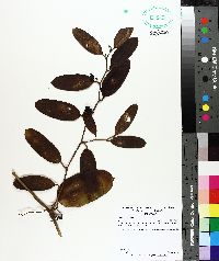 Smilax laurifolia image